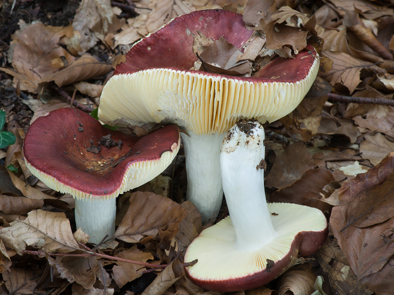 Russula alutacea